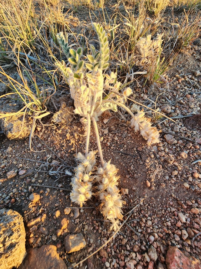 Astragalus mollissimus var. mogollonicus