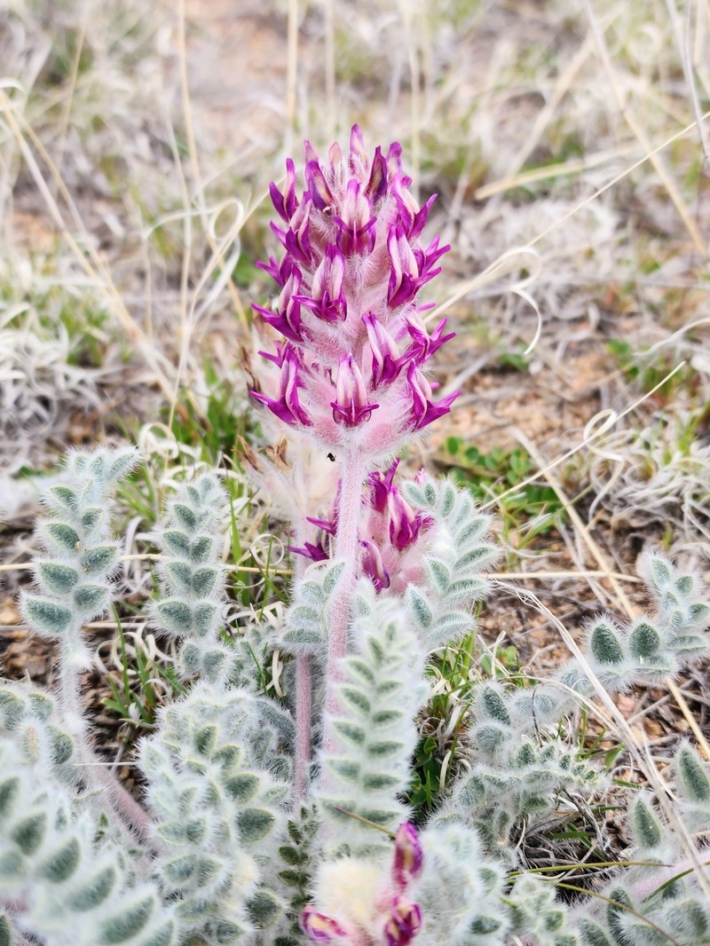 Astragalus mollissimus var. mogollonicus photo 2