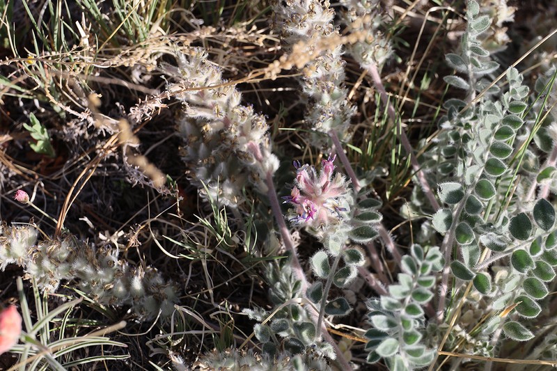 Astragalus mollissimus var. mogollonicus photo 3