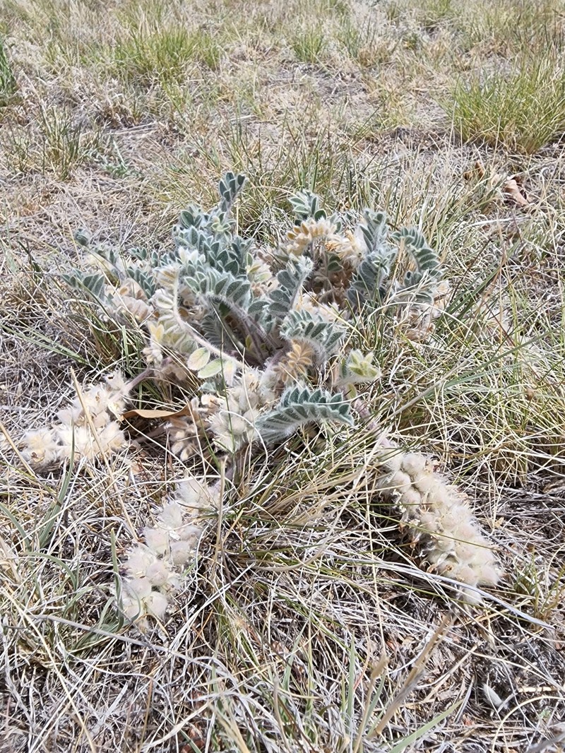 Astragalus mollissimus var. mogollonicus photo 4