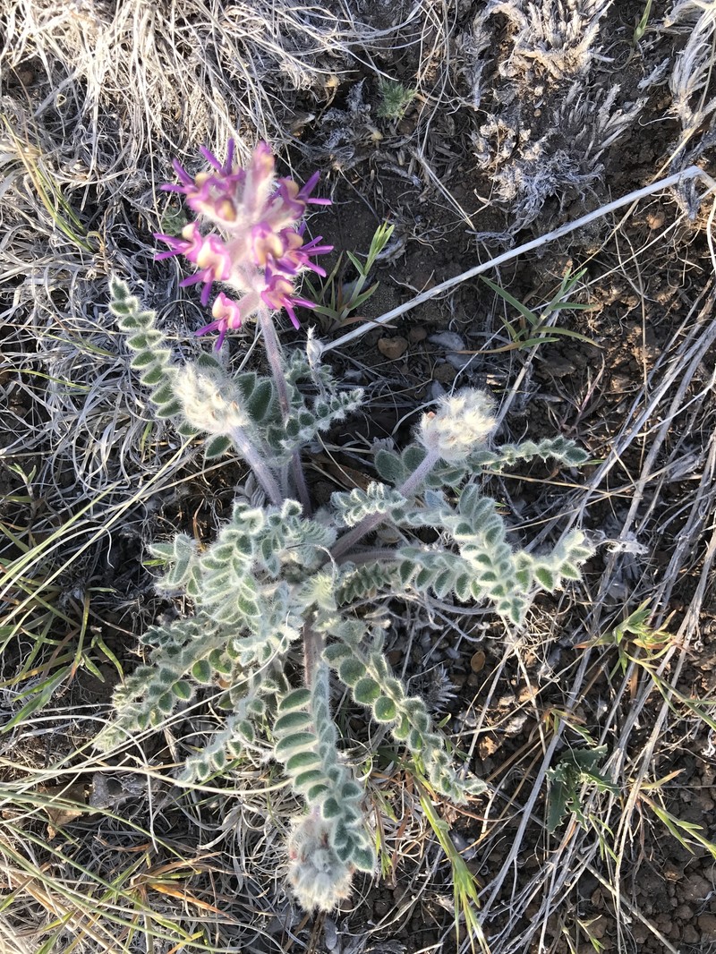 Astragalus mollissimus var. mogollonicus photo 5