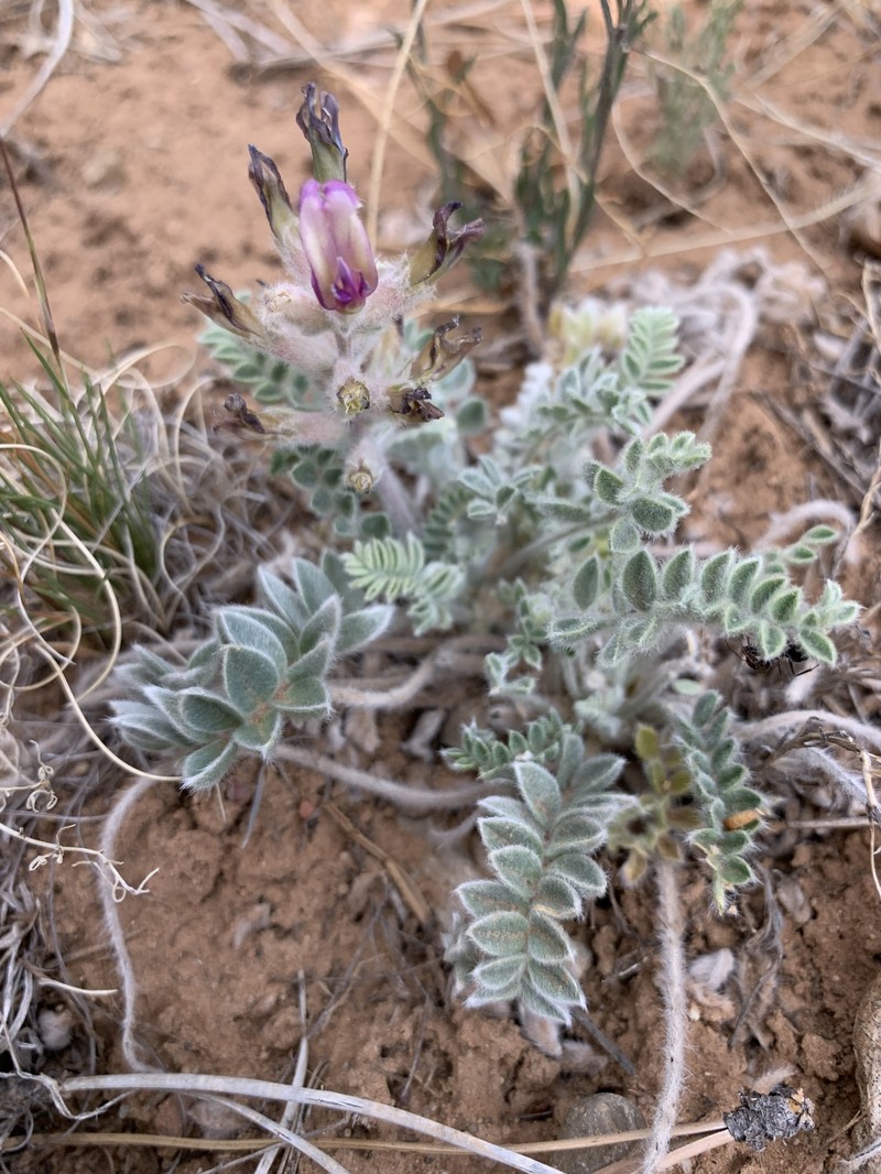 Astragalus mollissimus var. mogollonicus photo 6