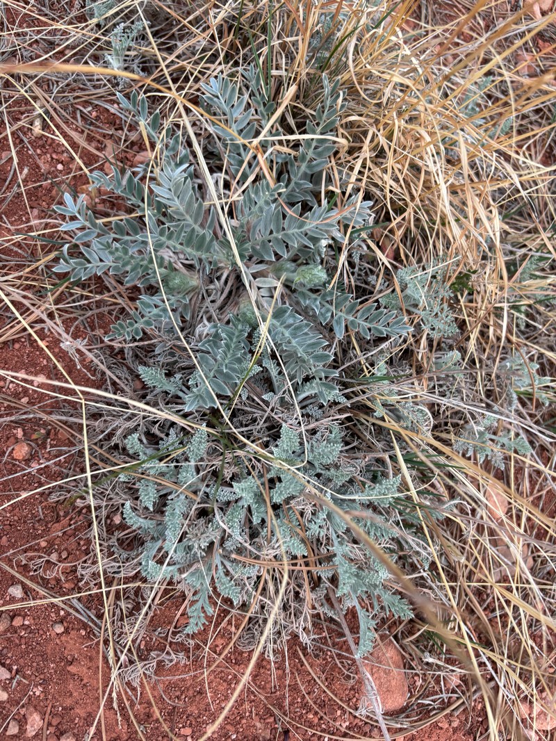 Astragalus mollissimus var. mollissimus