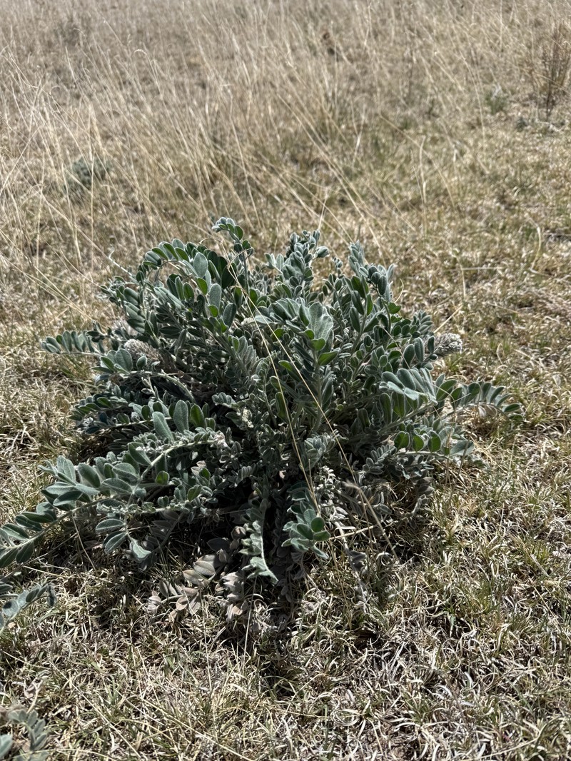 Astragalus mollissimus var. mollissimus photo 2