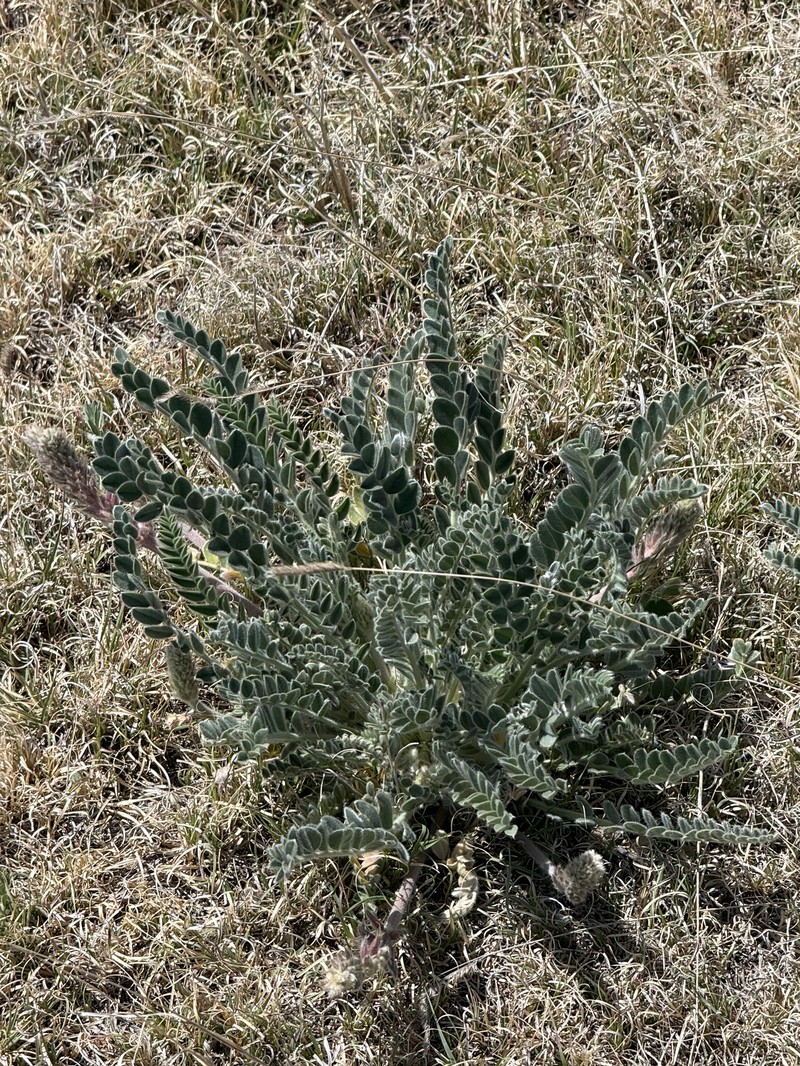 Astragalus mollissimus var. mollissimus photo 3