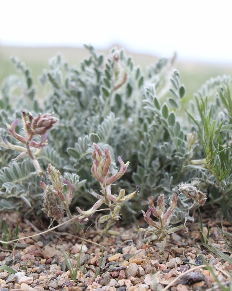 Astragalus mollissimus var. mollissimus photo 4