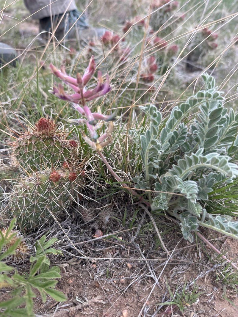 Astragalus mollissimus var. mollissimus photo 5