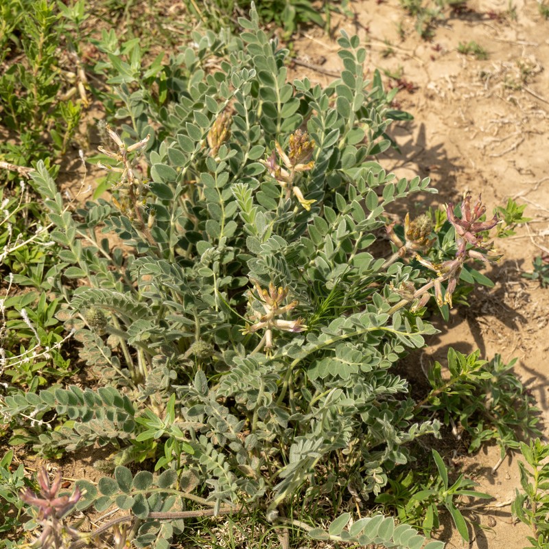 Astragalus mollissimus var. mollissimus photo 6