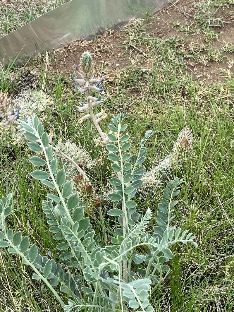 Astragalus mollissimus var. mollissimus photo 7