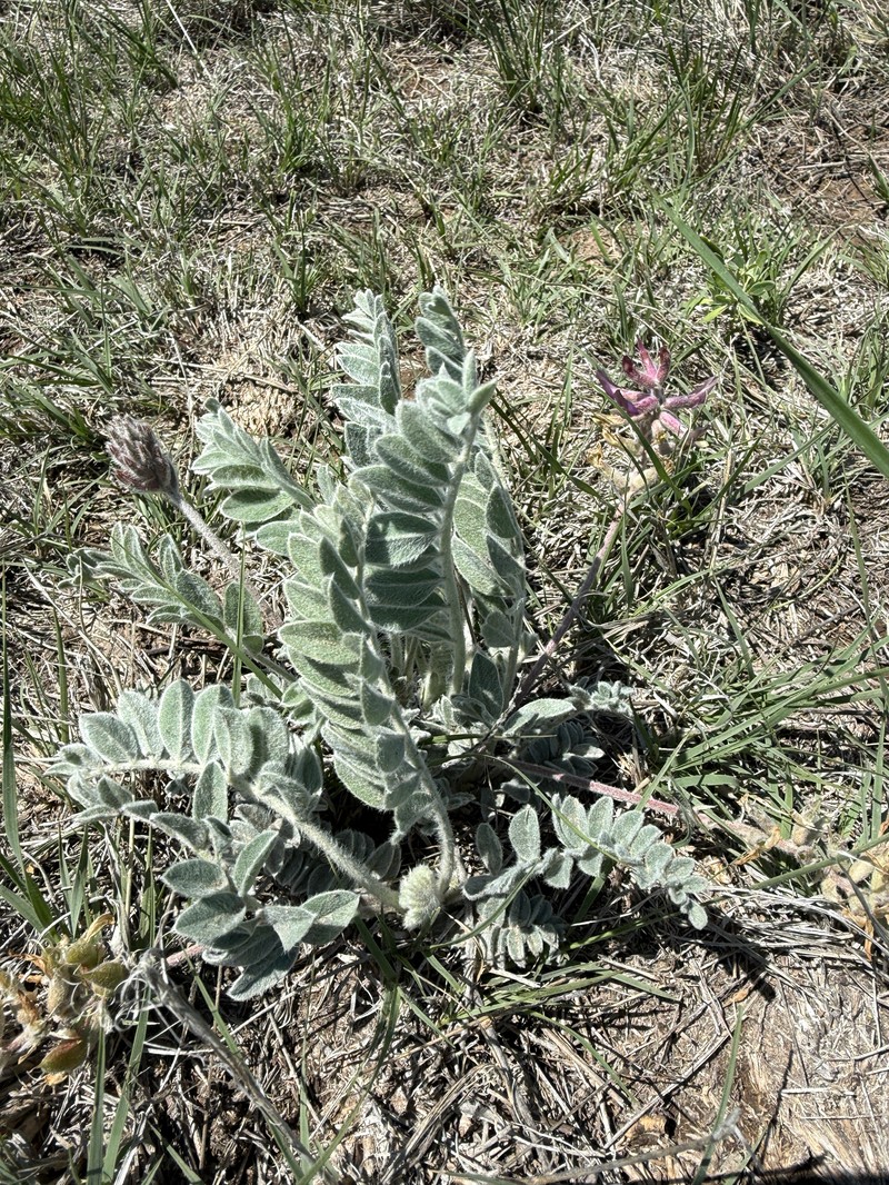 Astragalus mollissimus var. mollissimus photo 8
