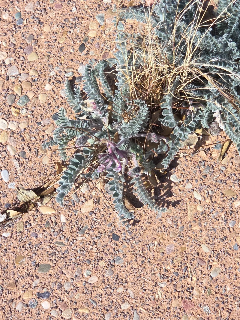 Astragalus mollissimus var. thompsoniae