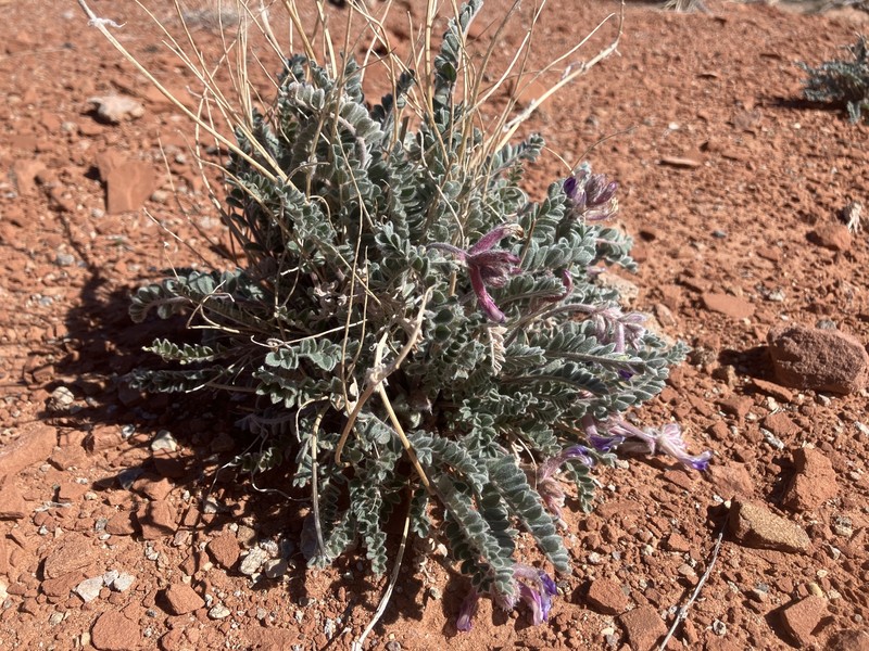 Astragalus mollissimus var. thompsoniae photo 2