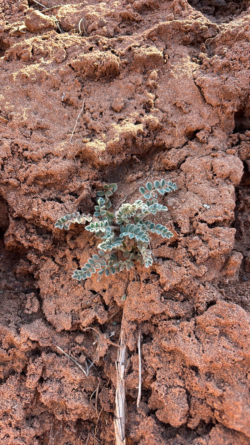Astragalus mollissimus var. thompsoniae photo 3