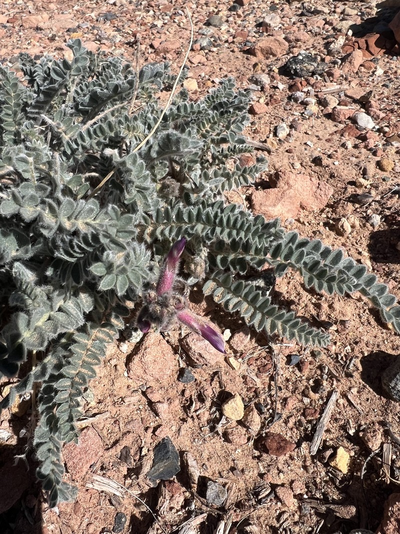 Astragalus mollissimus var. thompsoniae photo 4