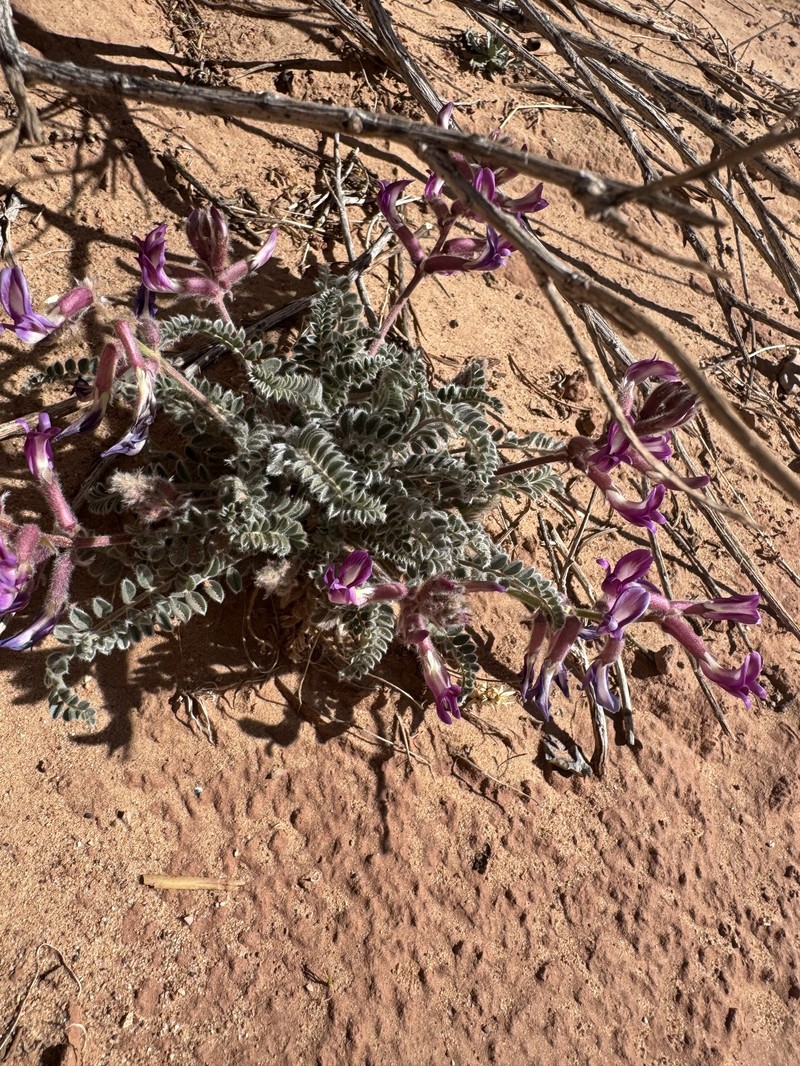 Astragalus mollissimus var. thompsoniae photo 5