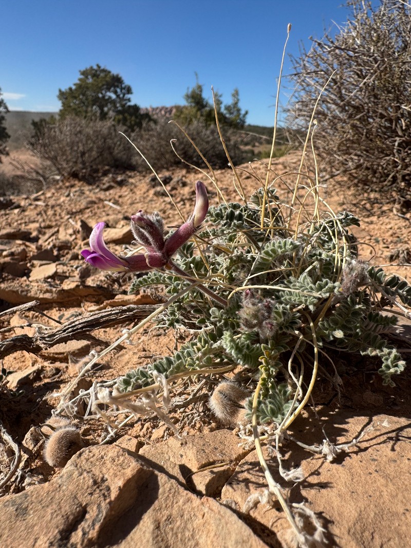 Astragalus mollissimus var. thompsoniae photo 6