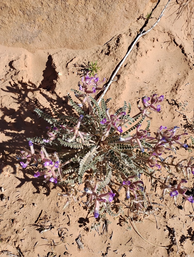 Astragalus mollissimus var. thompsoniae photo 7