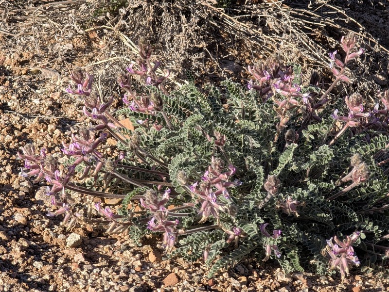 Astragalus mollissimus var. thompsoniae photo 8