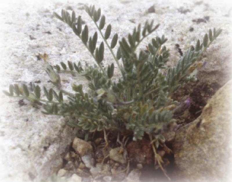 Leadville Milkvetch