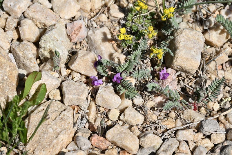 Leadville Milkvetch photo 2