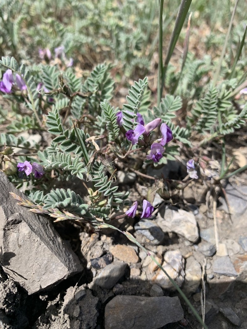 Leadville Milkvetch photo 3