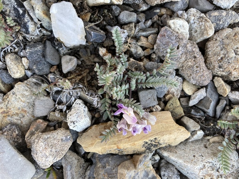 Leadville Milkvetch photo 4