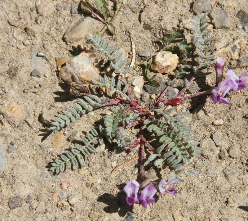 Leadville Milkvetch photo 5