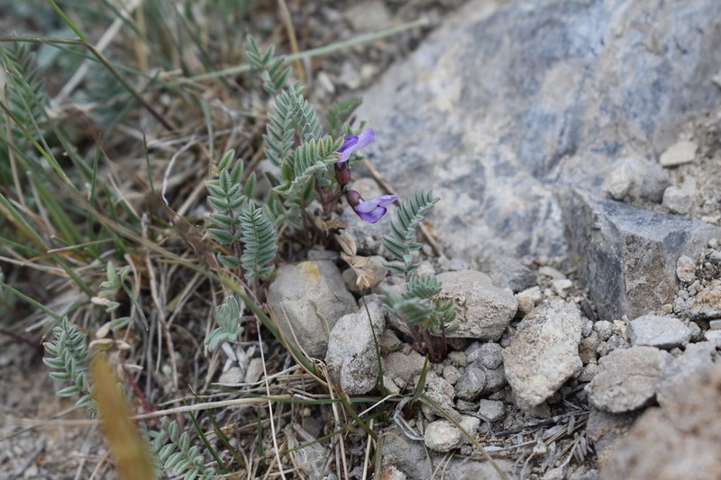 Leadville Milkvetch photo 6