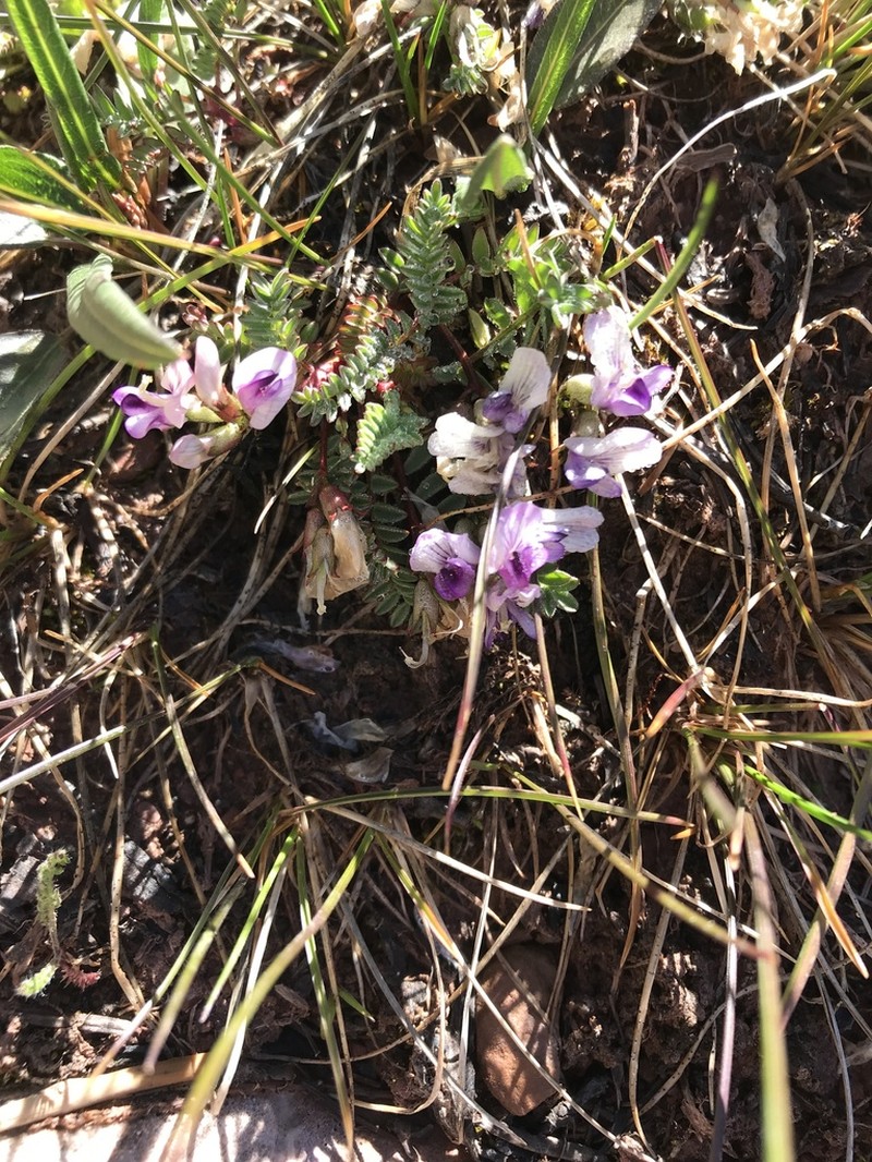 Leadville Milkvetch photo 7