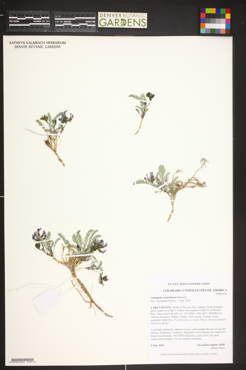 Astragalus molybdenus var. molybdenus photo 2