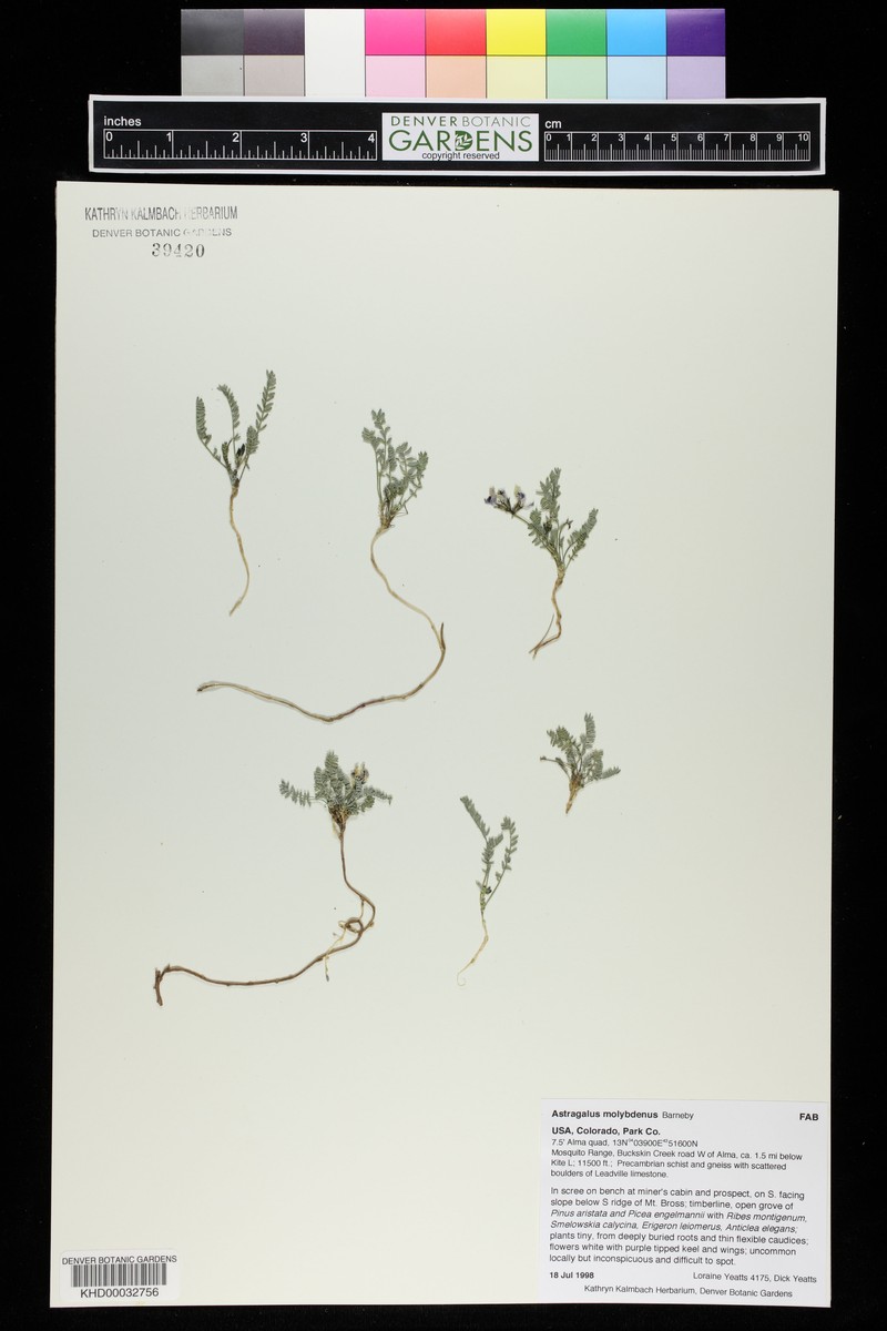 Astragalus molybdenus var. molybdenus photo 3