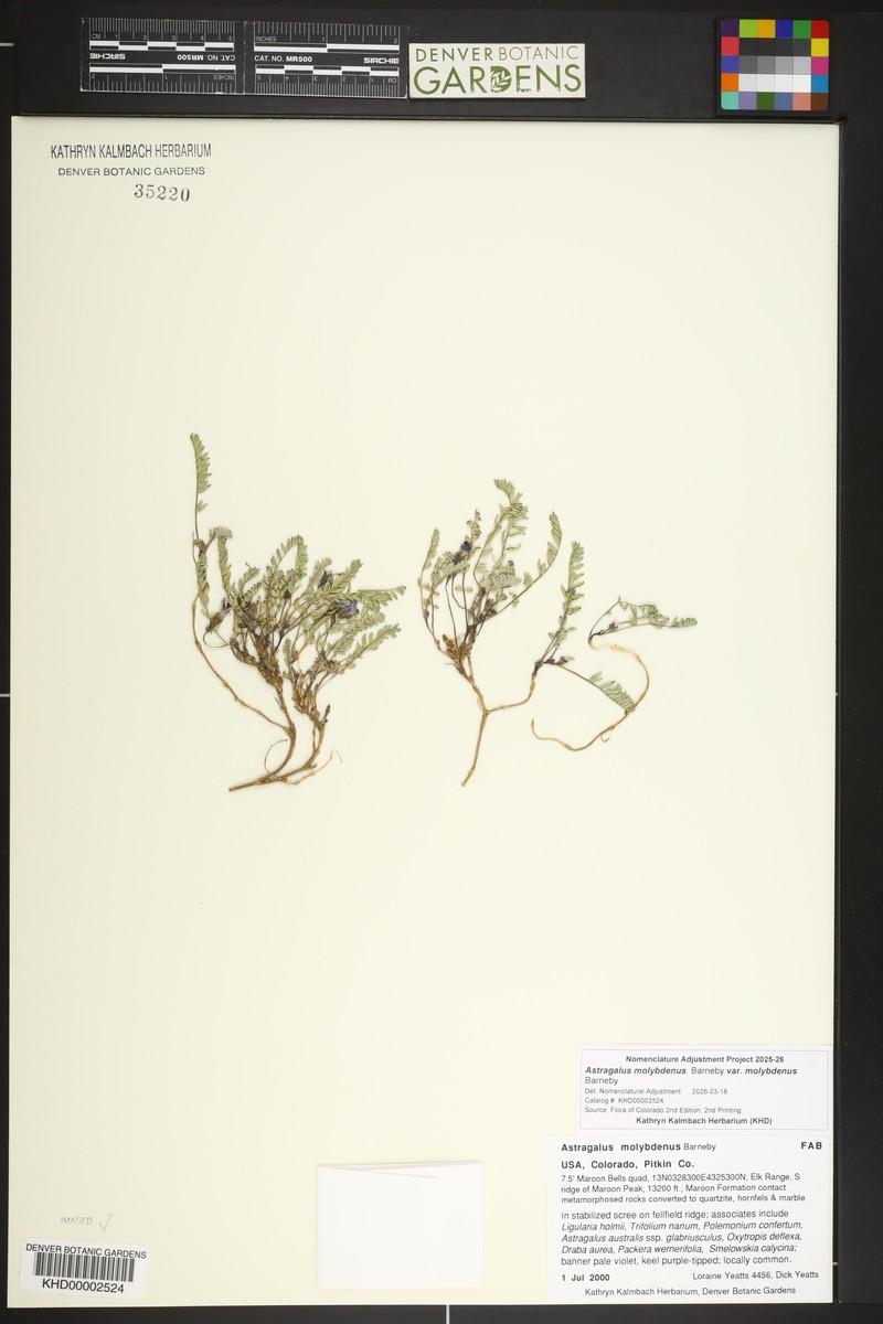 Astragalus molybdenus var. molybdenus