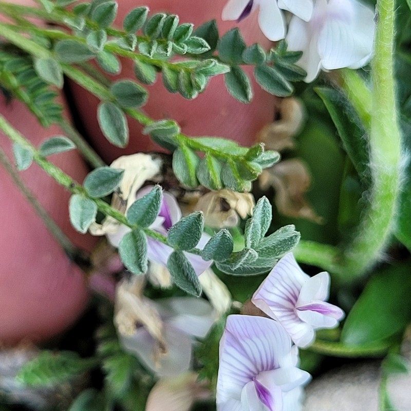 Astragalus molybdenus var. shultziorum