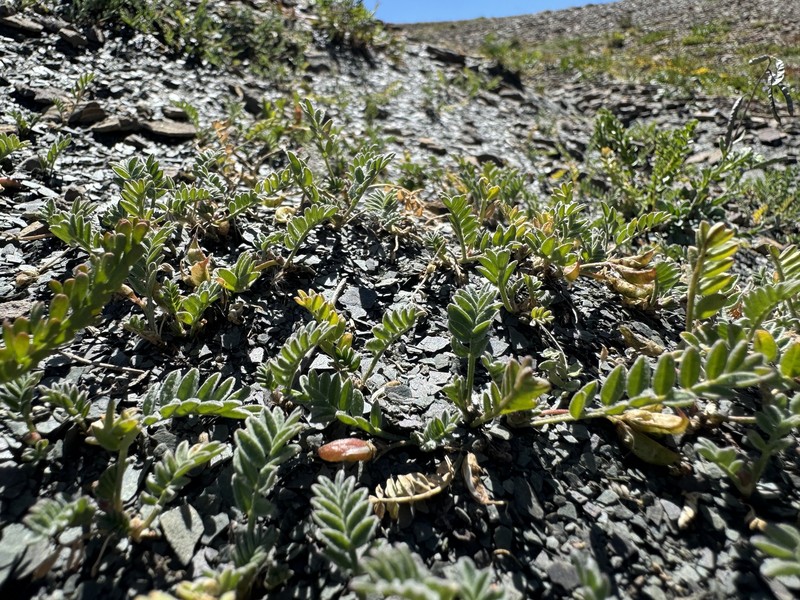 Astragalus molybdenus var. shultziorum photo 2