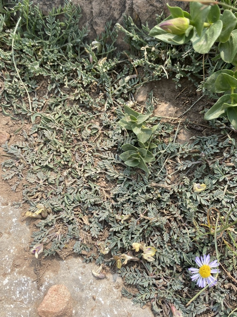 Astragalus molybdenus var. shultziorum photo 3