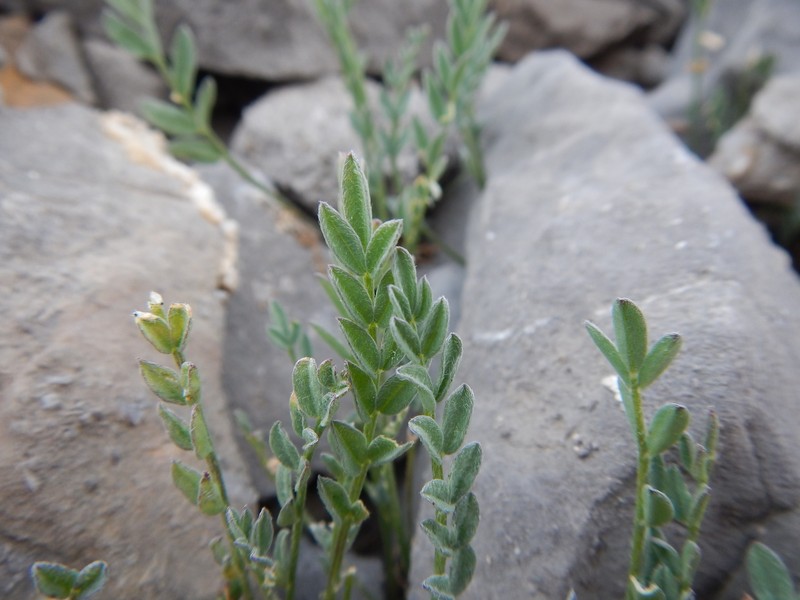 Astragalus molybdenus var. shultziorum photo 4