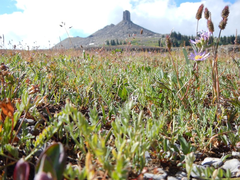 Astragalus molybdenus var. shultziorum photo 5