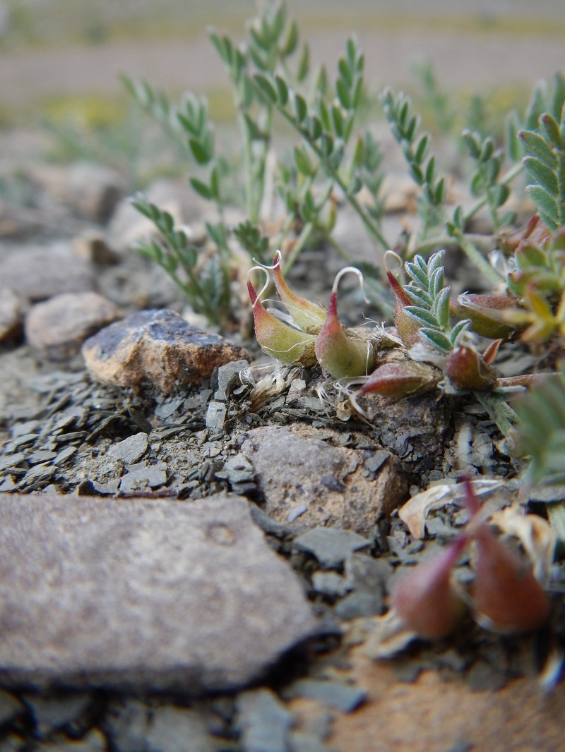 Astragalus molybdenus var. shultziorum photo 6