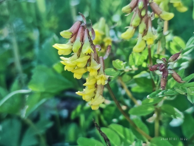Astragalus monadelphus