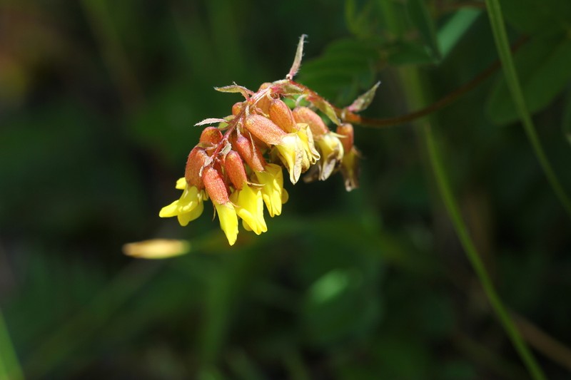 Astragalus monadelphus photo 2