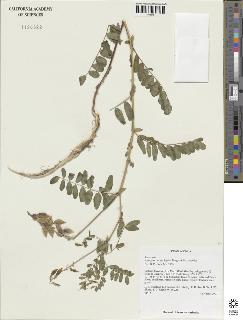 Astragalus monadelphus photo 3