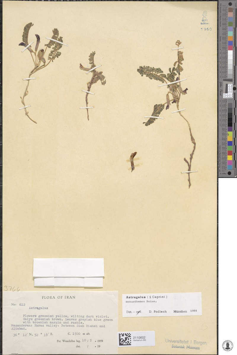 Astragalus monanthemus