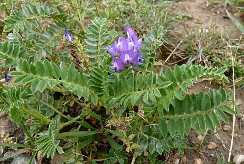 Astragalus monbeigii