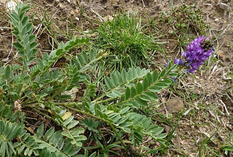 Astragalus monbeigii photo 2