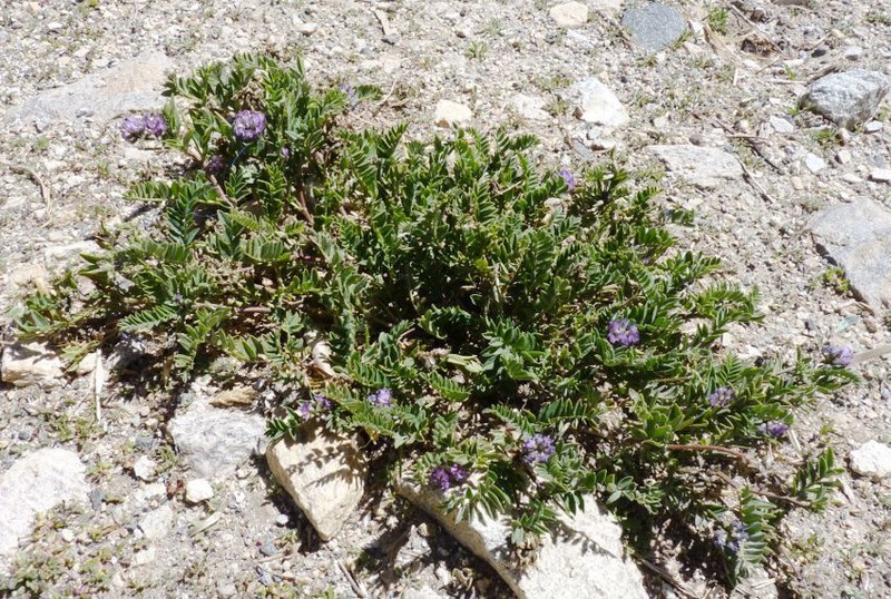 Astragalus monbeigii photo 3