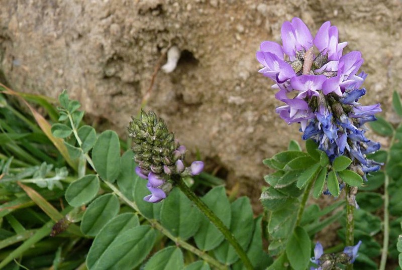 Astragalus monbeigii photo 4