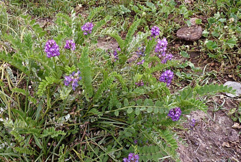 Astragalus monbeigii photo 5