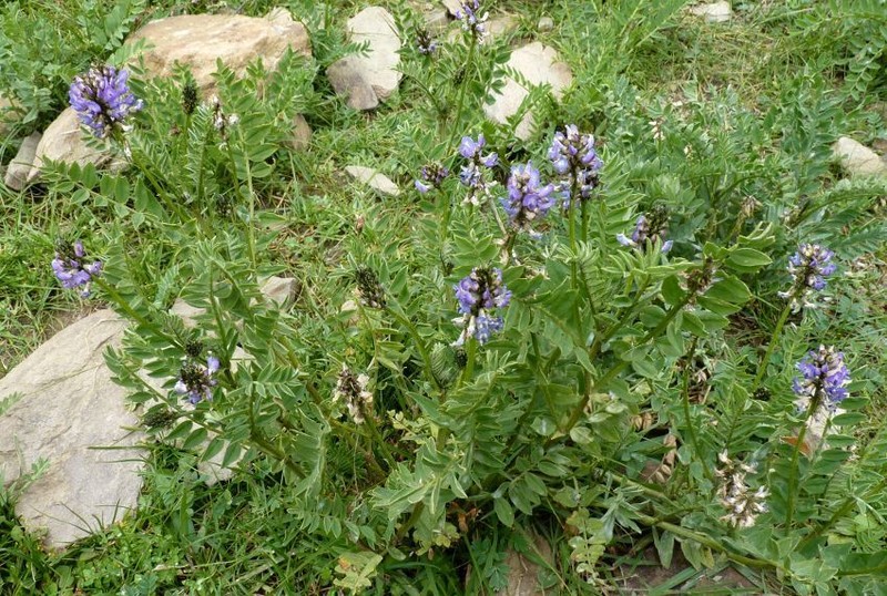 Astragalus monbeigii photo 6