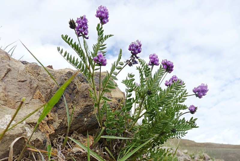 Astragalus monbeigii photo 7