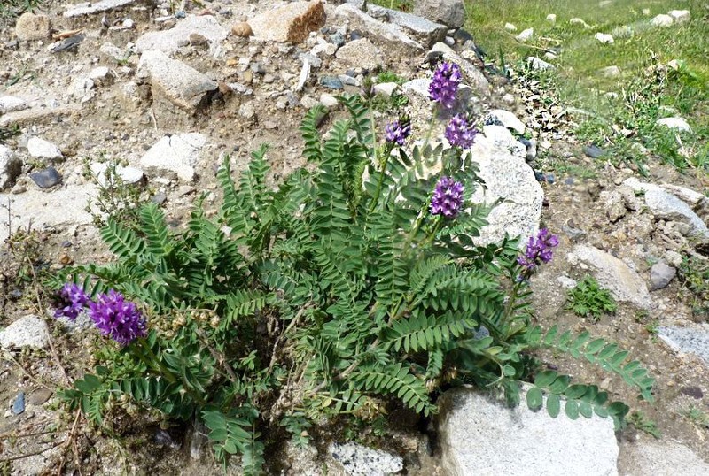 Astragalus monbeigii photo 8